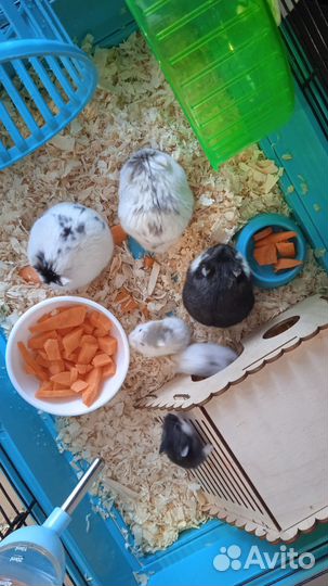 Джунгарский хомяк