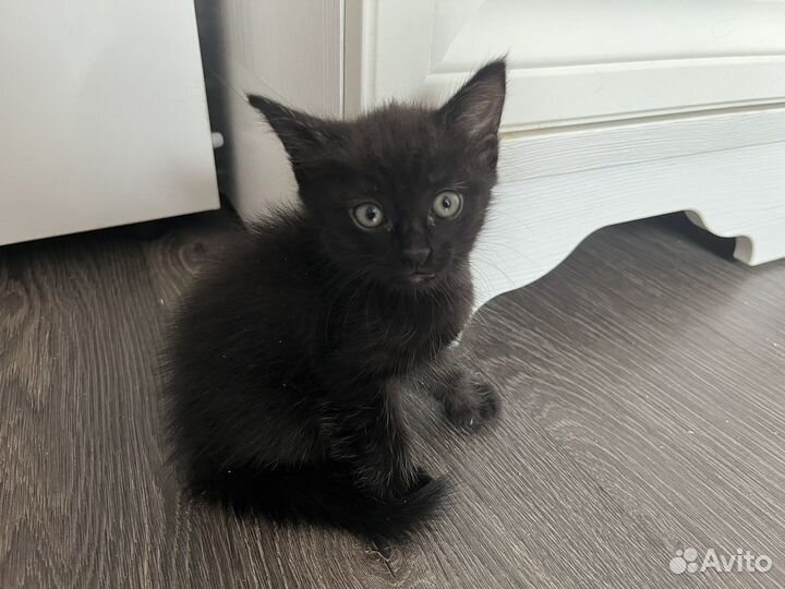 Котята в добрые руки 1 месяц даром