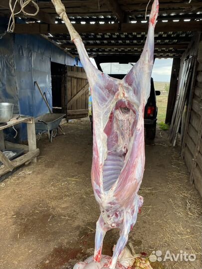 Мясо баранина свежая