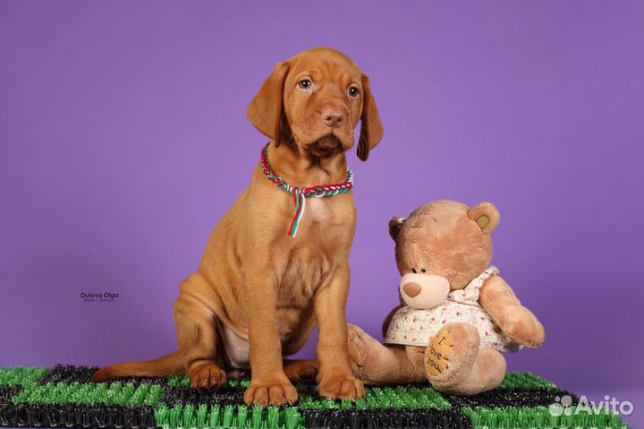 Щенки Венгерской выжлы