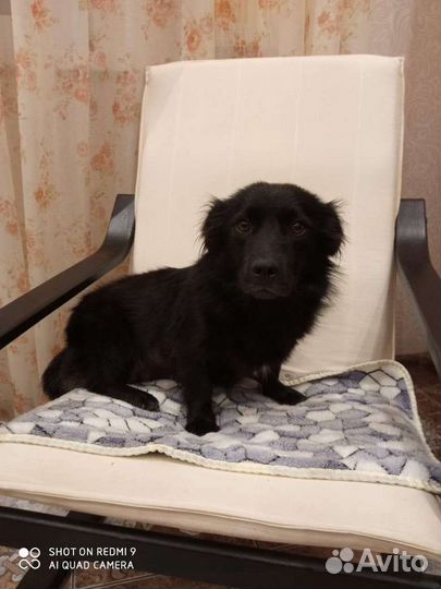 Отдам в добрые руки