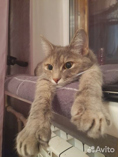 Передержка животных