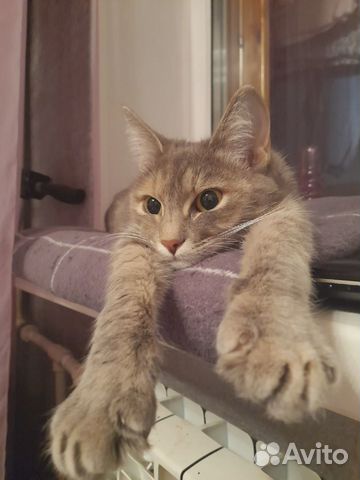 Передержка животных