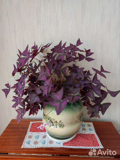 Кислица. Оксалис