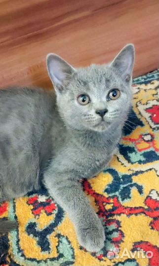 Шотландские котята