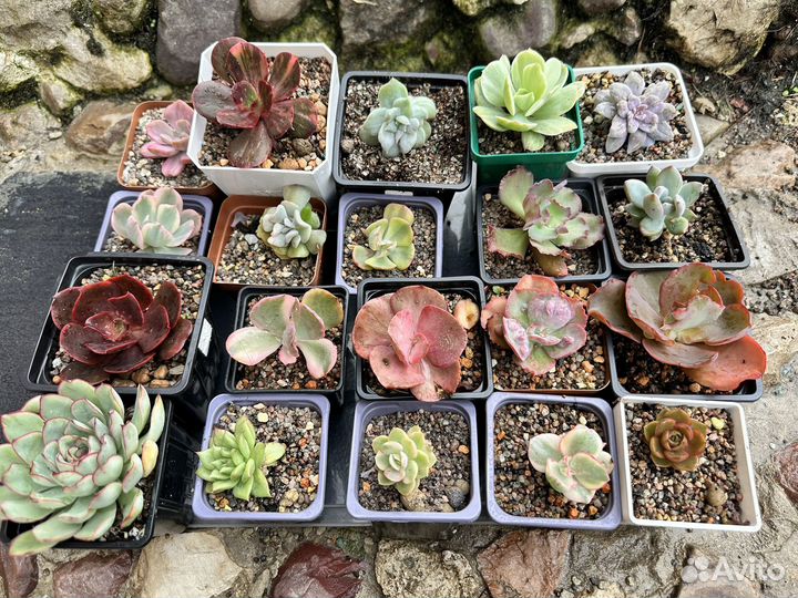Набор эхеверий 20 шт