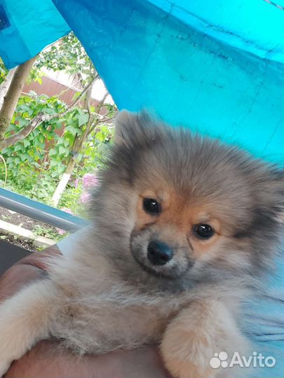 Померанский шпиц мини щенок