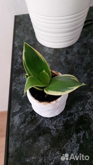 Комнатные растения, цветы