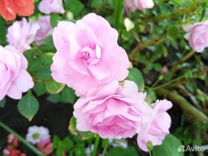 Бальзамины махровые 8 сортов