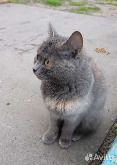 Кошка в дар бесплатно