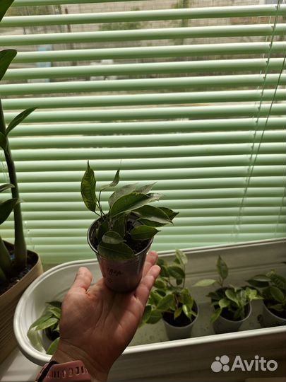 Фикус бенджамина пестролистный