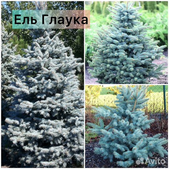 Ель голубая Маджестик Блю, Роял Блю