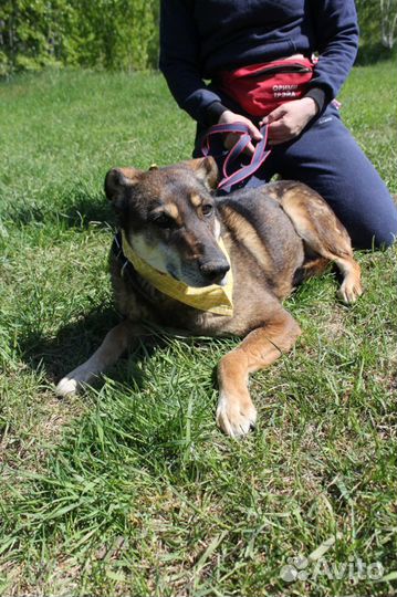 Собака Магда ищет человека, чтобы дарить любовь