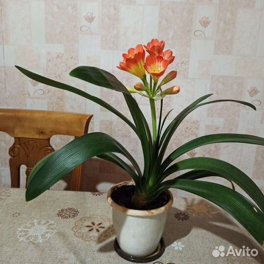 Комнатные цветы