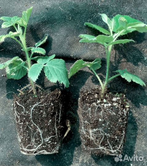 Саженцы малины Оранжевое чудо