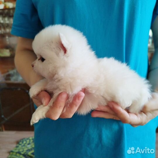 Щенки шпица