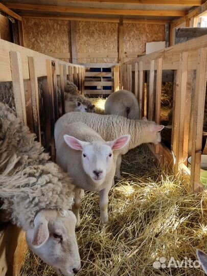 Баран Овцы Ягнята Тексель