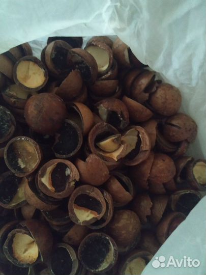 Скорлупа макадамии для поделок