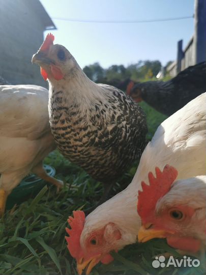 Куры несушки