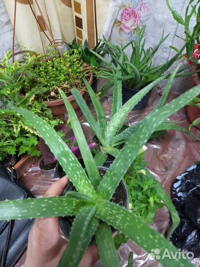 Алоэ лечебный