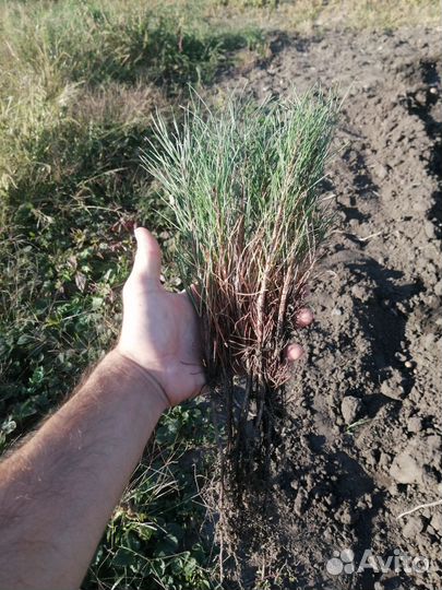 Саженцы сосна крымская 2-х летка