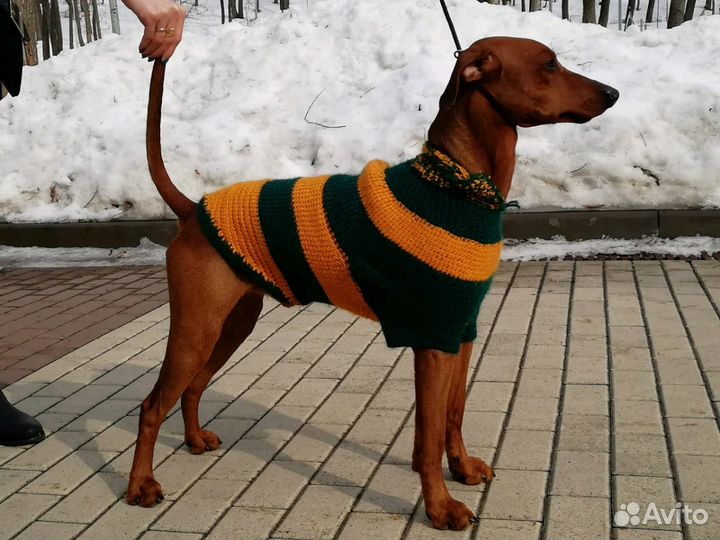 Немецкий Пинчер