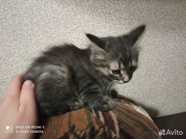 Отдам в дар котят