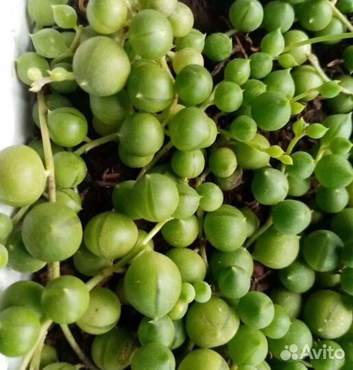 Зелёные бусы.Крестовник Роули