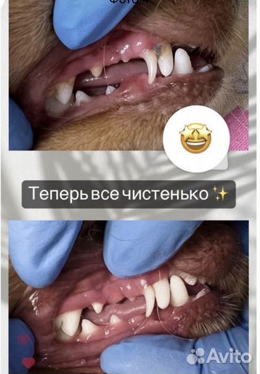 Ультразвуковая чистка зубов собакам