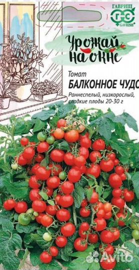 Рассада томатов балк чудо, комн сибиряк и др