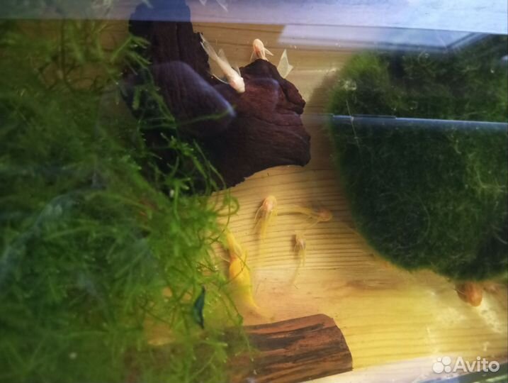 Вуалевый и обыкновенный анциструс