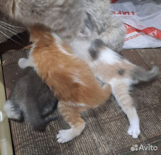 Котята