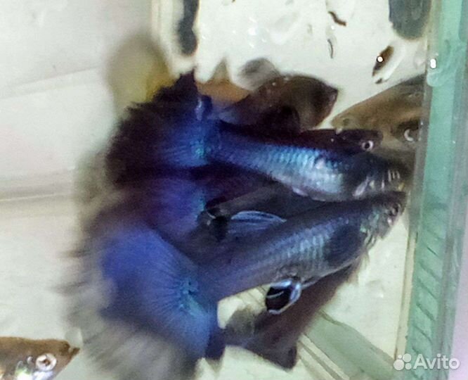 Гуппи синие