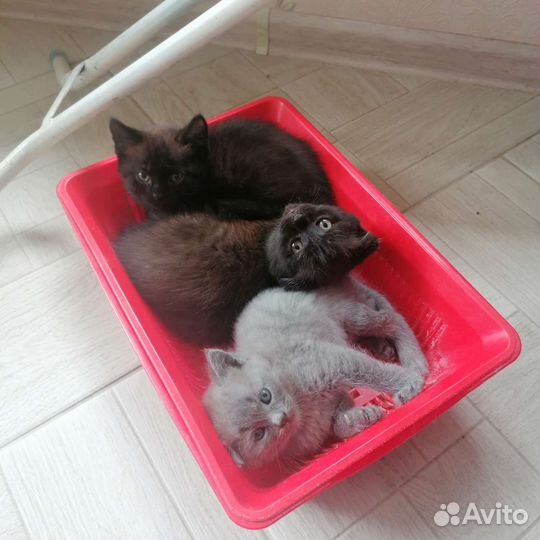 Британская кошка в дар