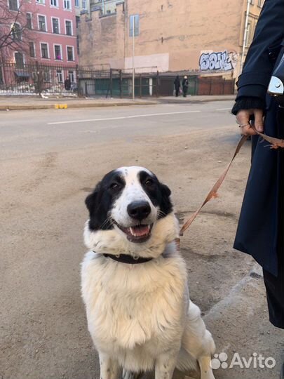 Панда ищет своего человека :)