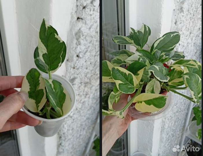 Цветы комнатные