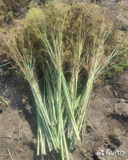 Пучки Укропа Зонтиком для раков