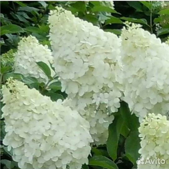 Гортензия