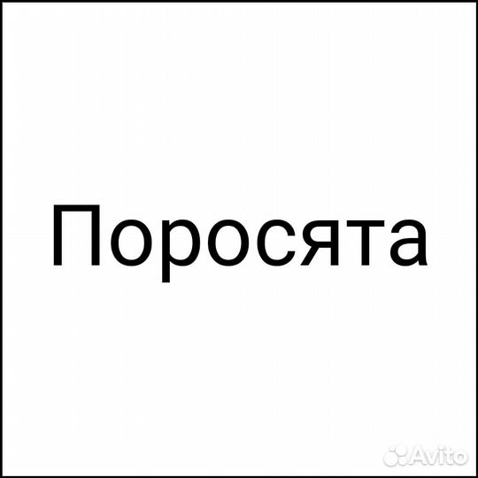 Поросята