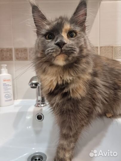 Мейн-кун кошка