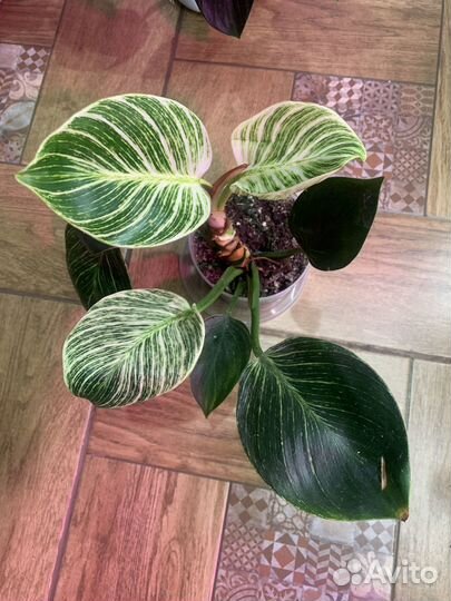 Филодендроны сортовые