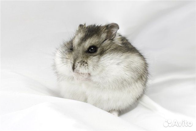 Аквариум + хомячок