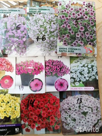 Цветы многолетники,рассада