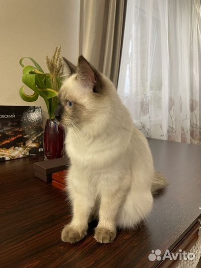 Кошка