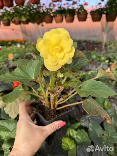 Бегония ампельная