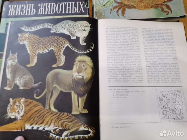 Энциклопедия жизнь животных 1969гг