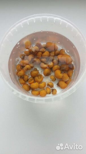 Улитки ампулярии