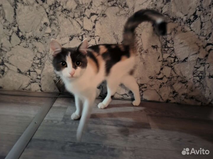 Кошки в добрые руки бесплатно