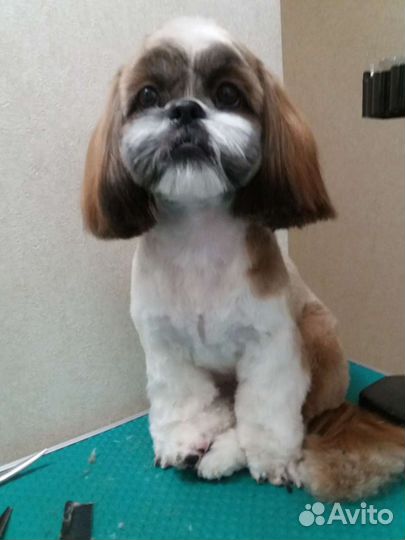 Стрижка собак и кошек, чистка зубов