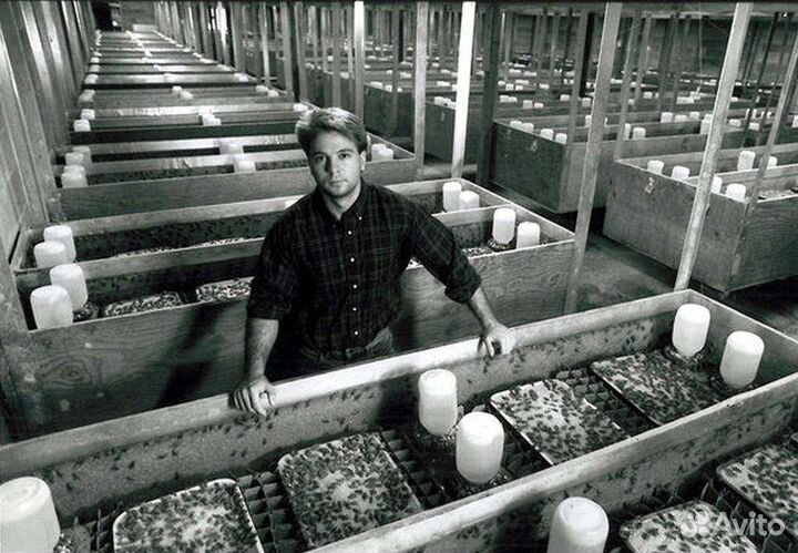 Сверчки живые